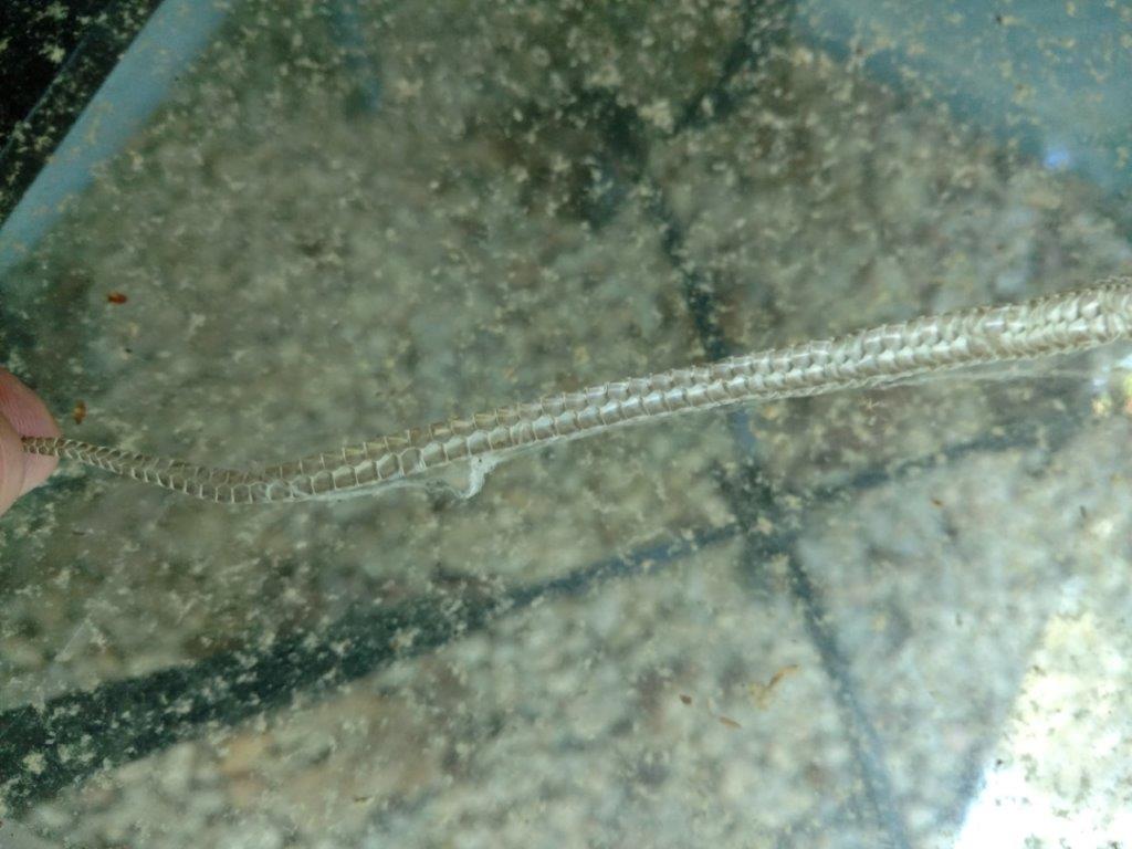 Chicago snake skin