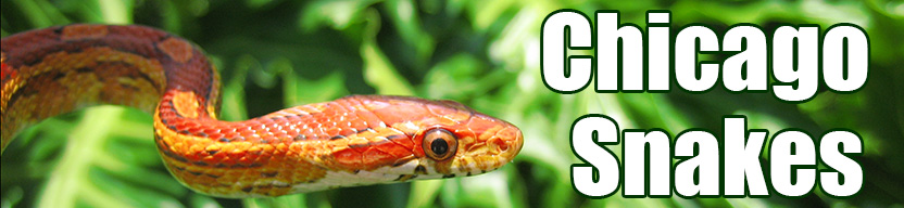 Chicago snake