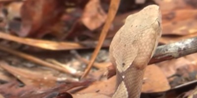 Chicago snake