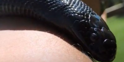 Chicago snake